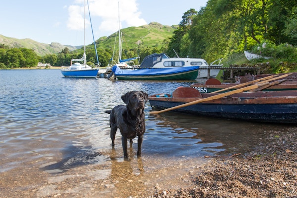 Paws For Thought - Canine Cottages - Dog Friendly Holidays