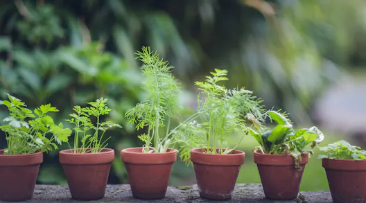 Spring Gardening Edit: 15 Buys For Your Allotment Or Veg Patch