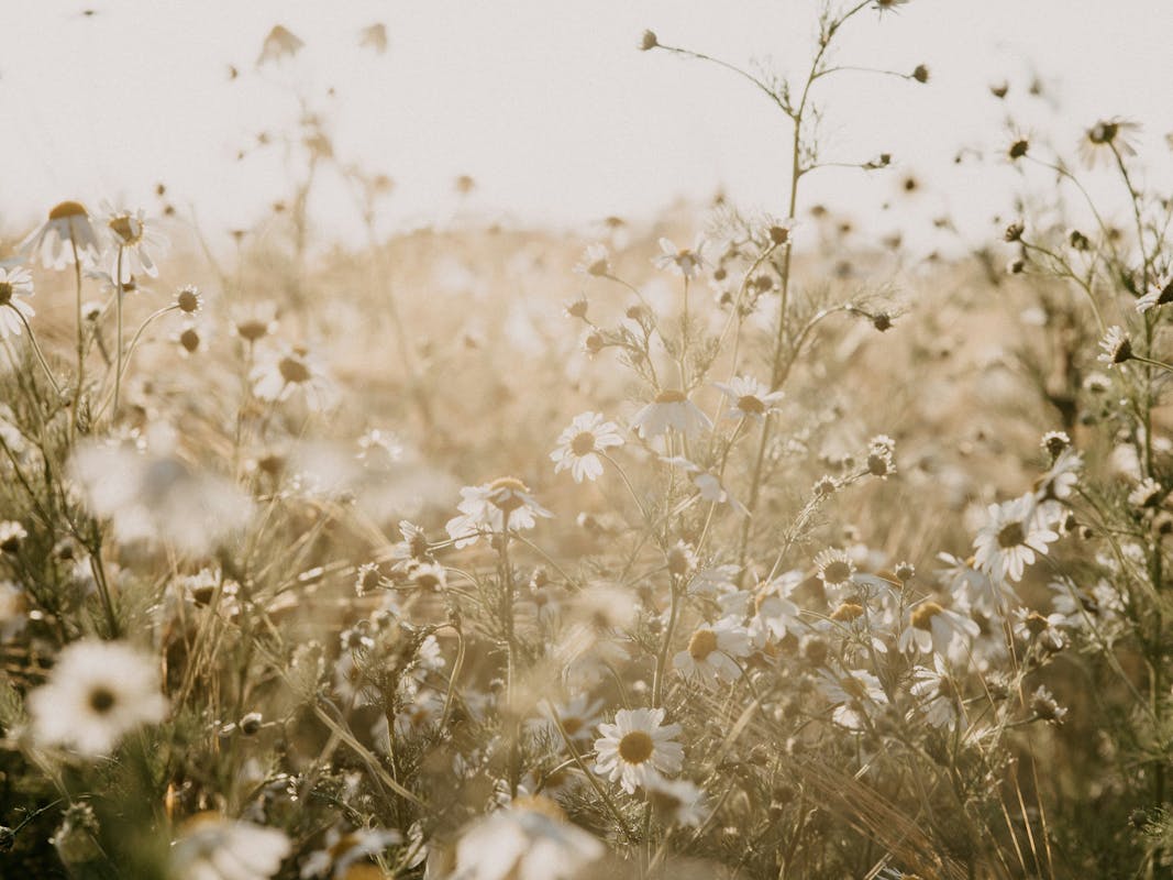 How To Grow A Wildflower Garden