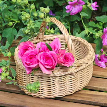 The Basket Company