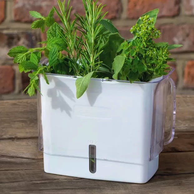 Cole & Mason Fresh Cut Kitchen Herb Keeper, £20
