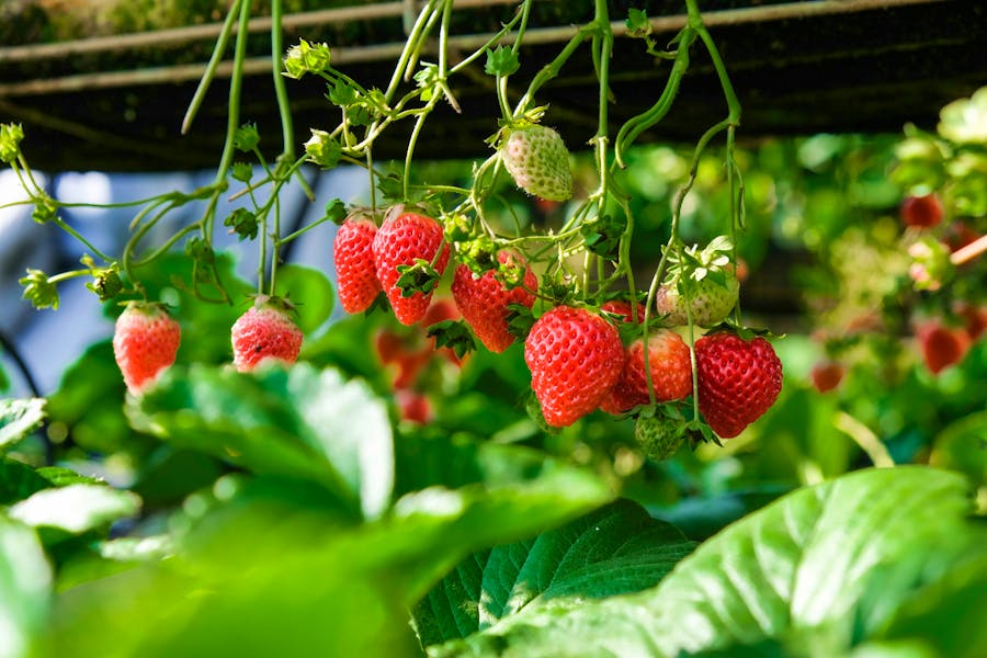 How To Make The Most Of Strawberry Season View page