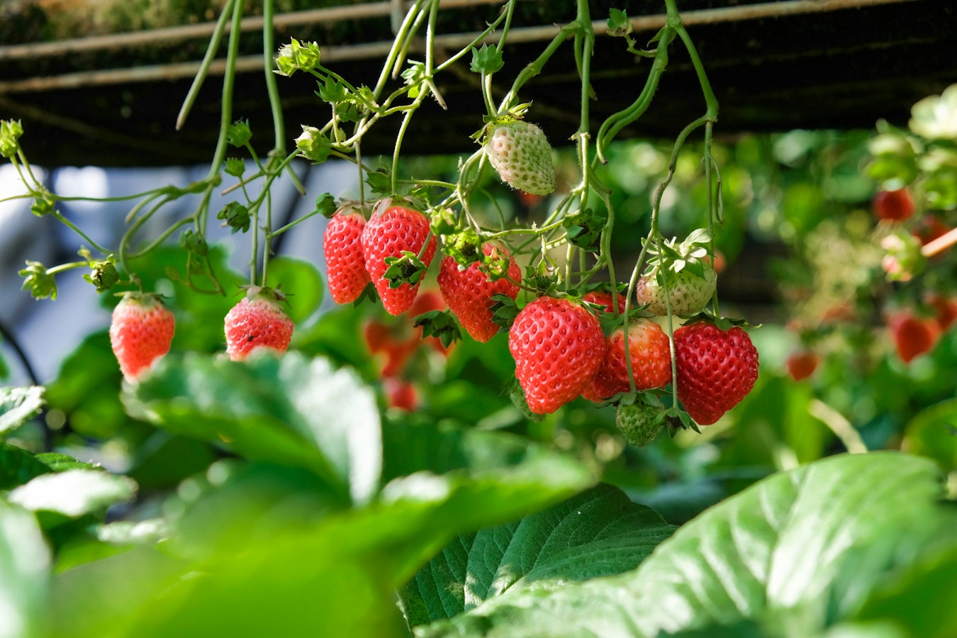 How To Make The Most Of Strawberry Season View page