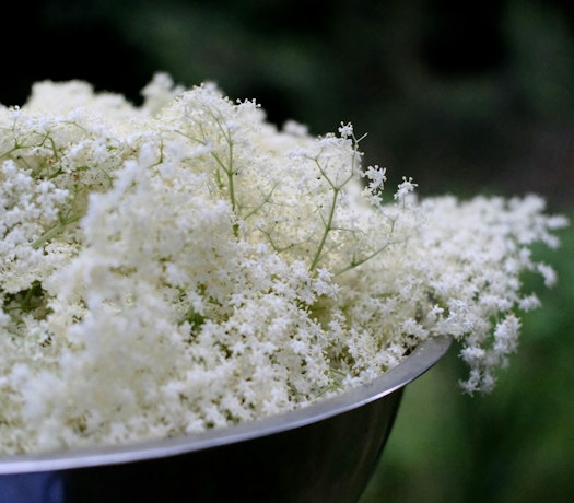 Elderflower Recipes Kate-tsventoukh-cw24SaB8gS0-unsplash (1) Copy