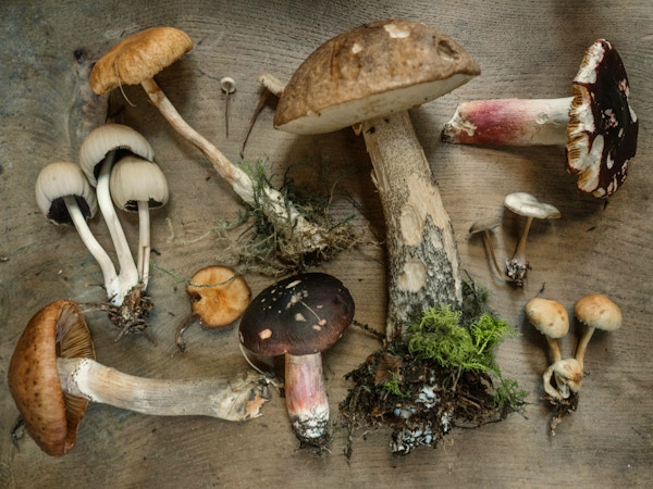 FUNGI FORAGING