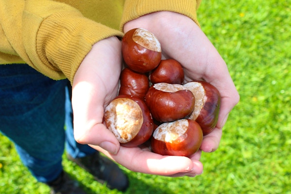 CONKER CHAMPHIONSHIPS