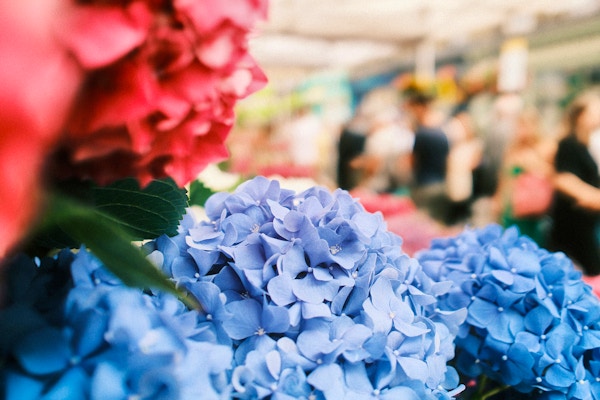 London Columbia Road Apparicio-junior-yRbXSgaOTT8-unsplash Copy