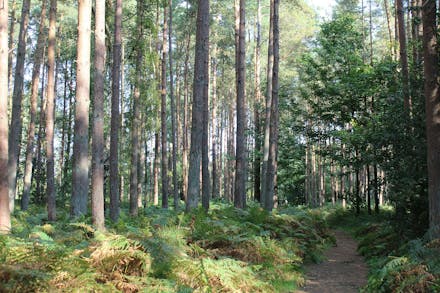 Celebrate National Tree Week & Visit Woods Near You