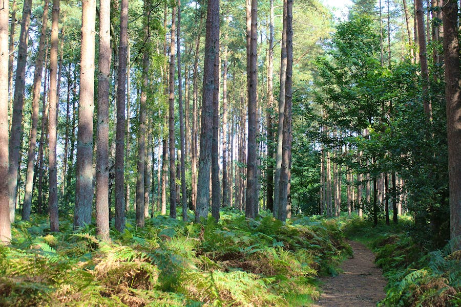 National Tree Week Thomas-underwood-1hAqJyXejpU-unsplash