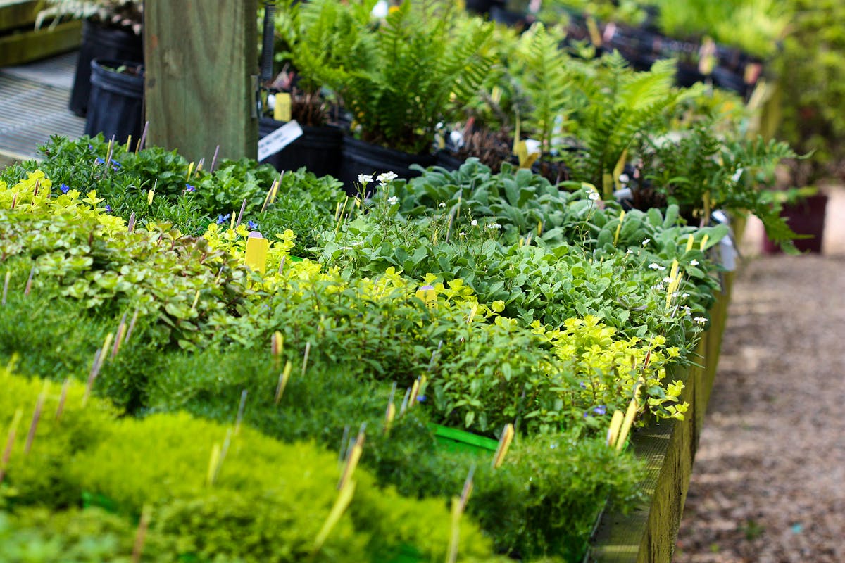 Bigstock-Herbs-For-Sale-5279606