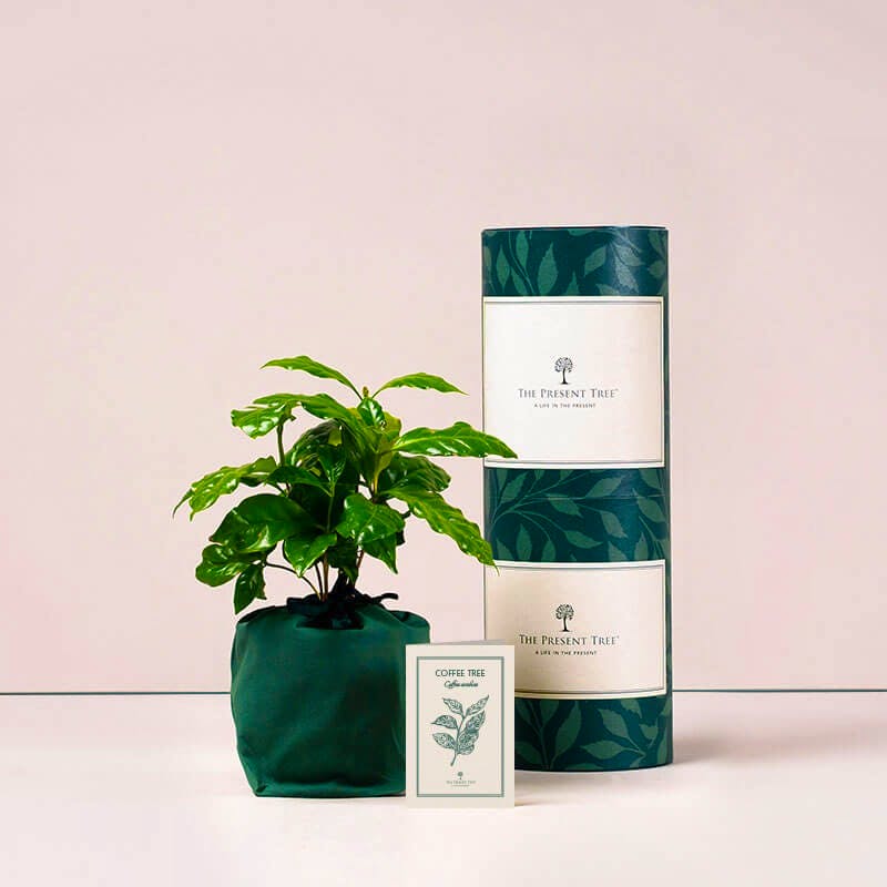 The Present Tree Coffee Tree, £50