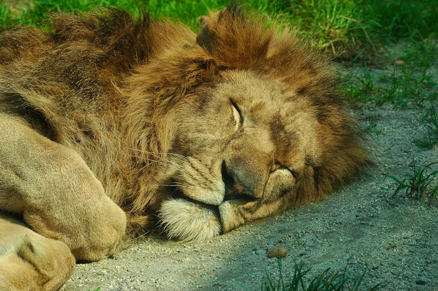 Bigstock-Sleeping-Lion-219116