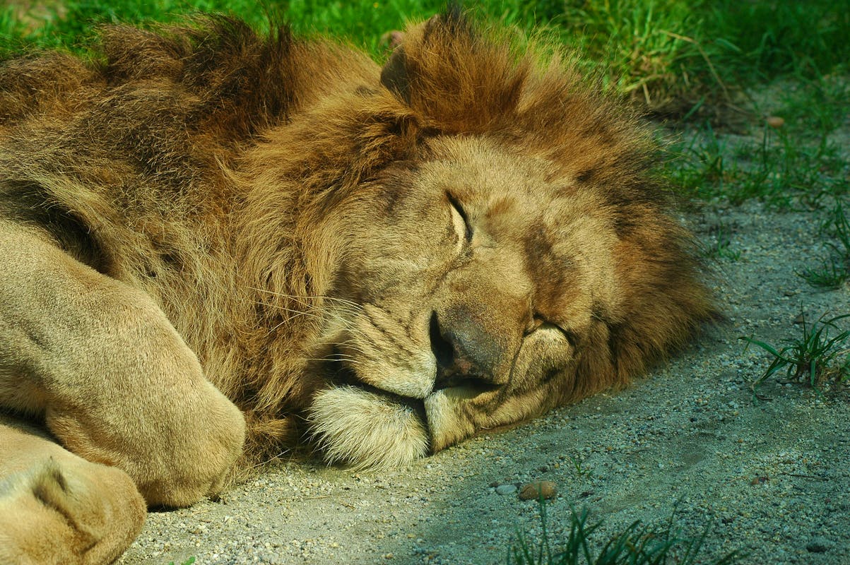 Bigstock-Sleeping-Lion-219116