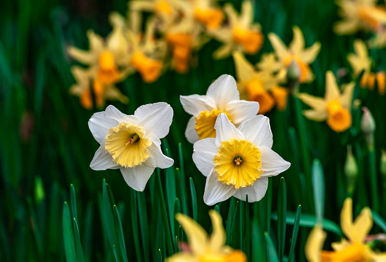 Rhs Spring Gardens Andreas-brun-qQDZ0uc6WYQ-unsplash Copy