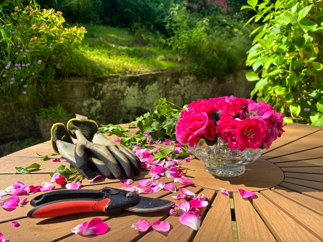 How To Create A Cutting Garden