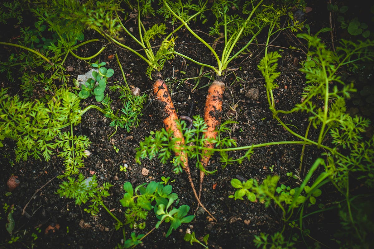 Kitchen Garden - Credit Jonathan Kemper 2