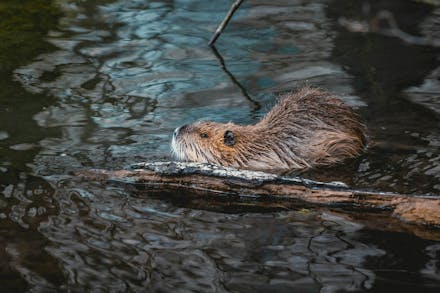 Wild Beauty: Rewilding Projects In The UK That Will Restore Your Faith In The Natural World