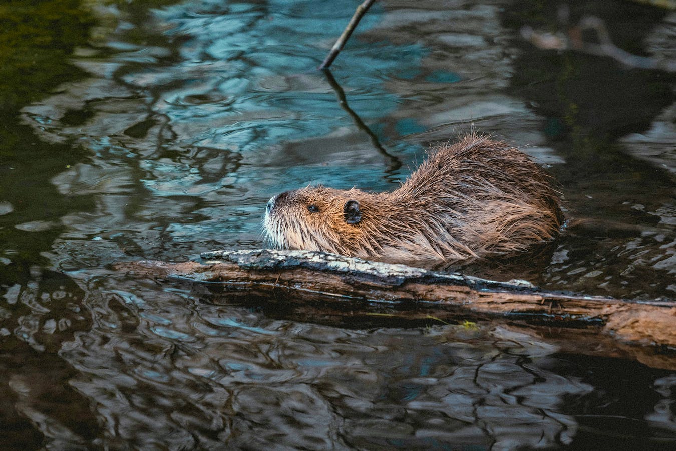 Uk Rewilding Projects Niklas-hamann-GZi8gjGV76g-unsplash Copy