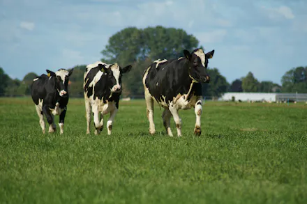 Cream Of The Crop: Meet The Purveyors Of Britain’s Poshest Dairy Products