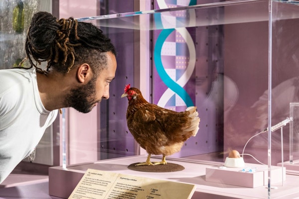 Visitor Looking At A Flu-resistant Chicken In Future Of Food At The Science Museum (c) Science Museum Group