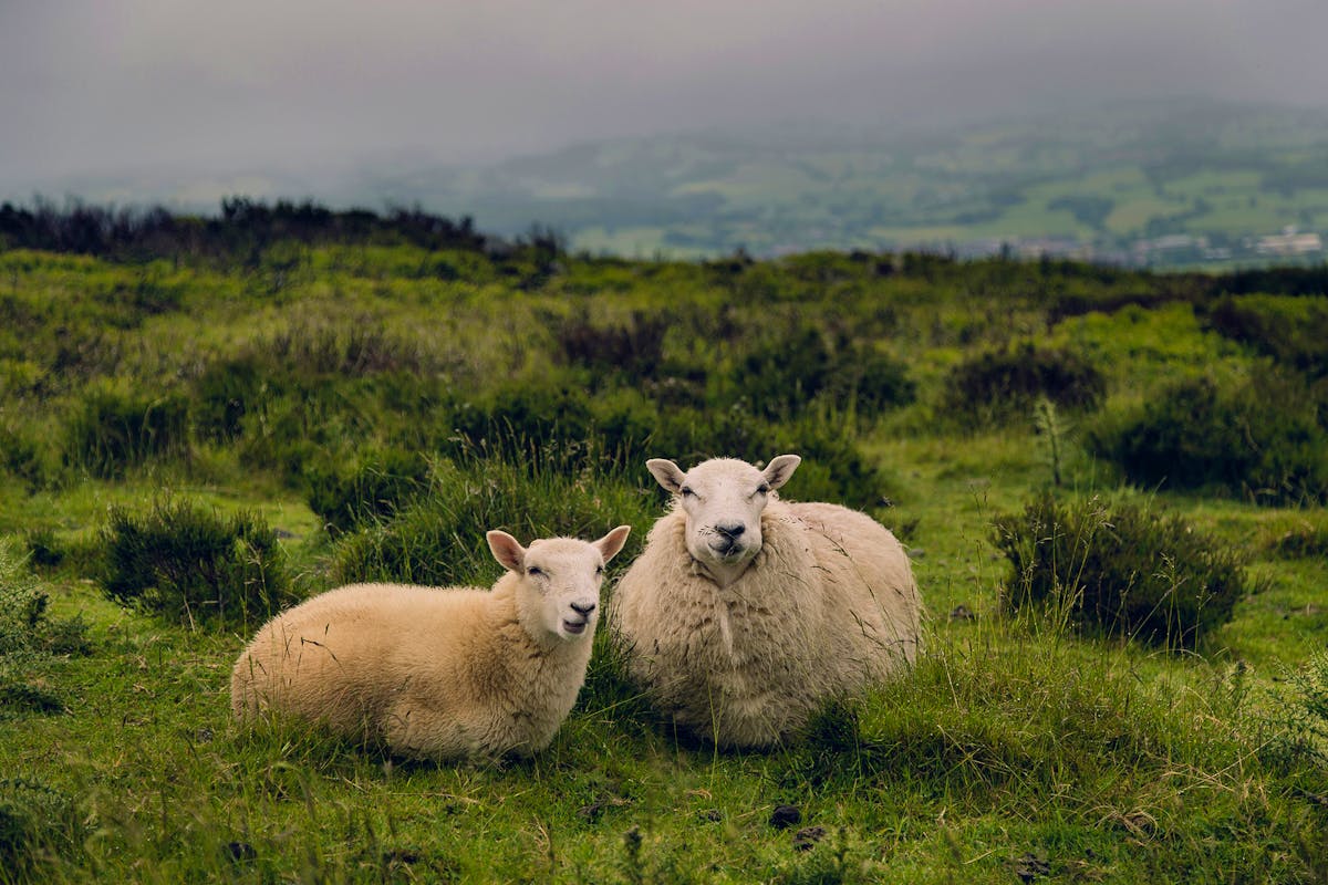 English Countryside Ambitious-studio-rick-barrett-x5hFSPUT8uU-unsplash Copy