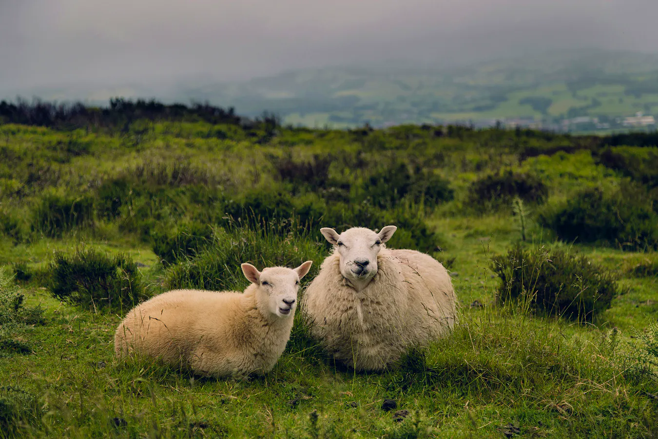 English Countryside Ambitious-studio-rick-barrett-x5hFSPUT8uU-unsplash Copy