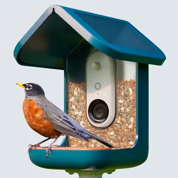 Bird Buddy Camera Bird Feeder, £250