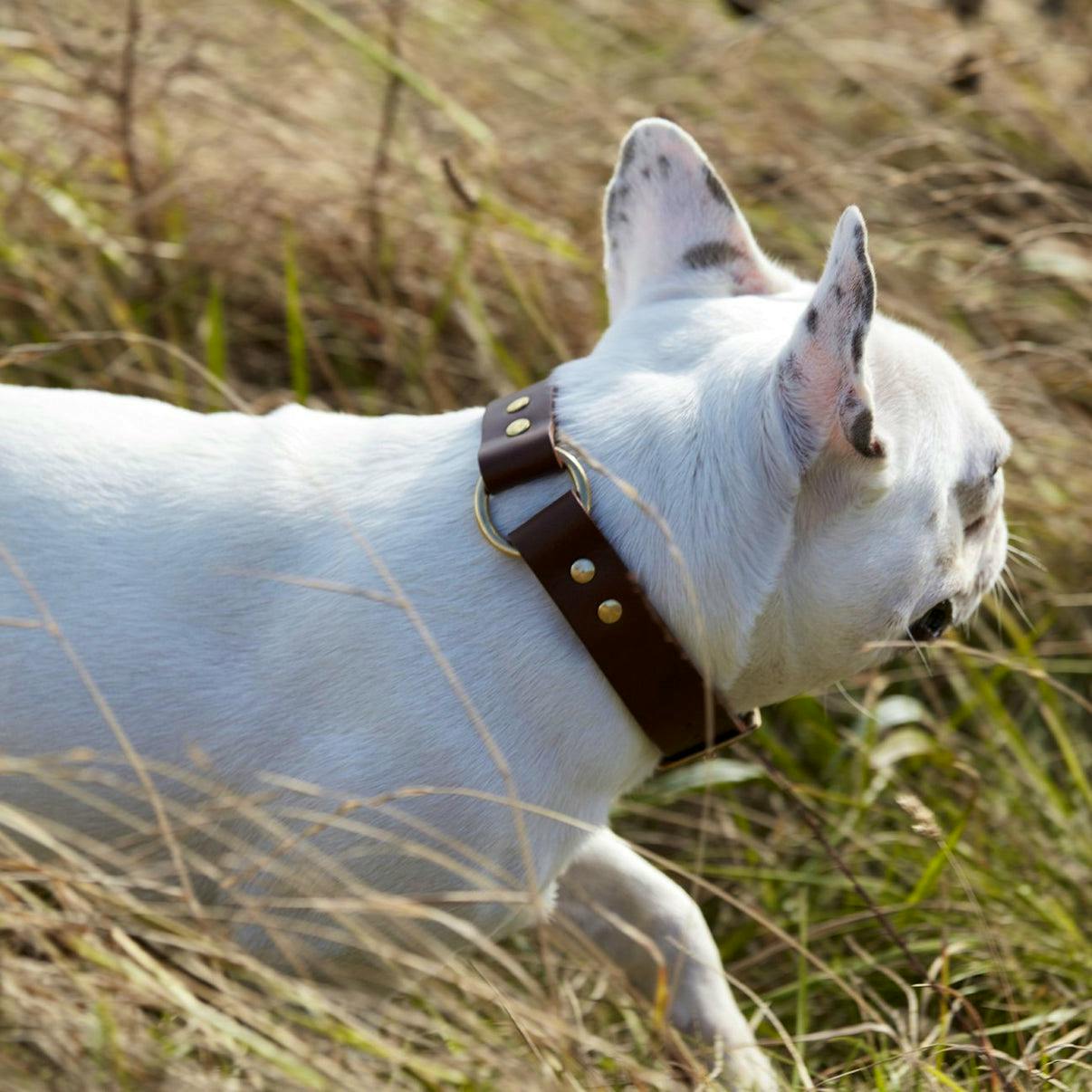 Winston James Woof Brown Leather Dog Collar, from £40