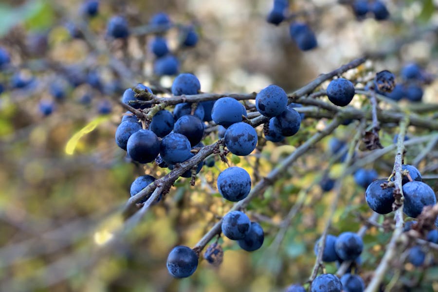 Sloe Recipes