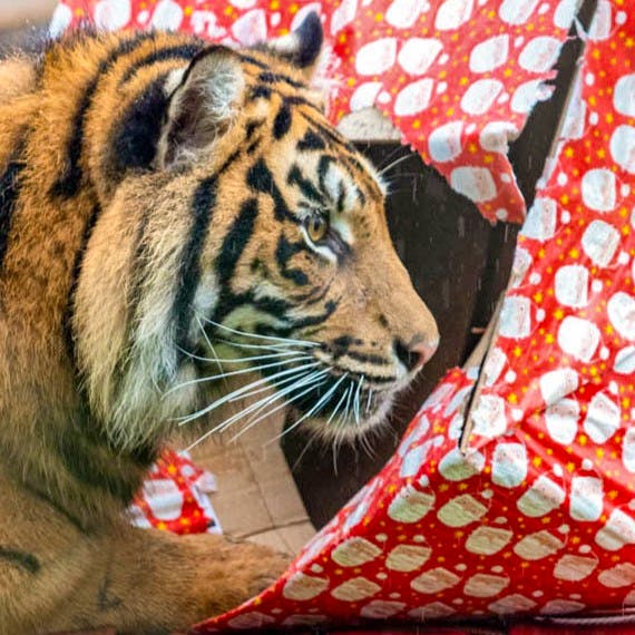 Christmas At The Zoo