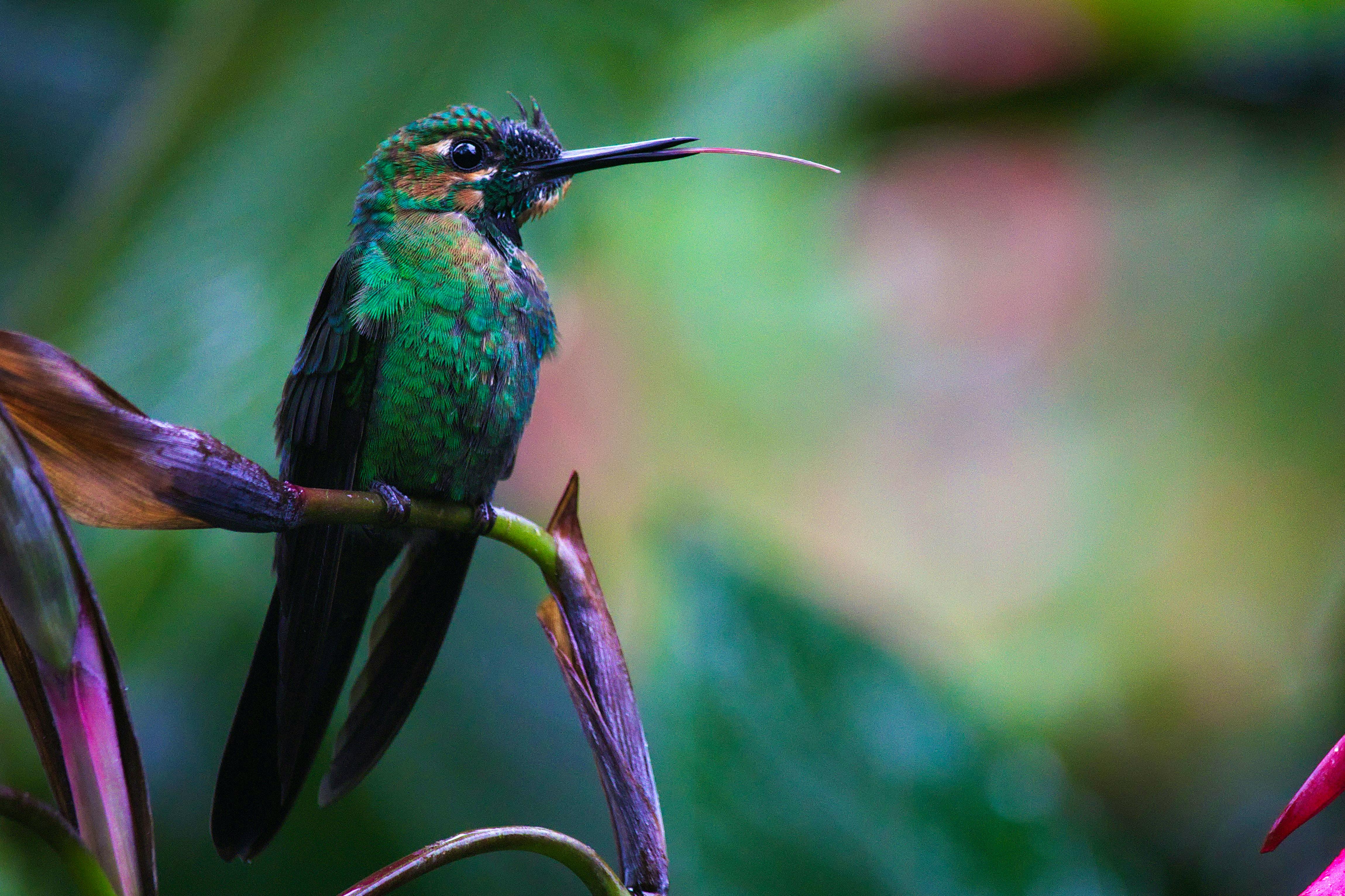 COSTA RICA  Experience Solo Travellers Tour Image 4 (1)