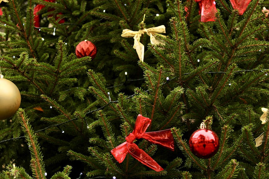 Christmas Tree Error The Surprising Mistakes Killing Your Christmas Tree – And Ho
