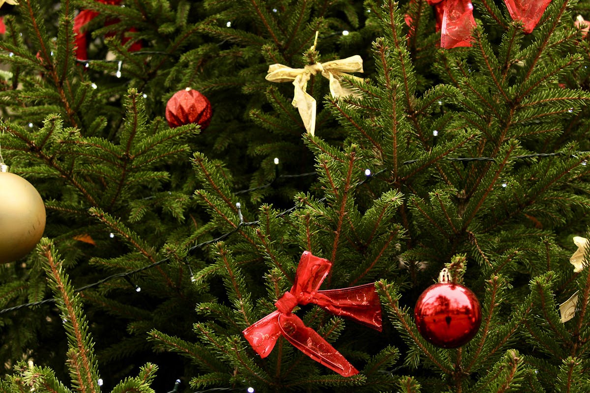 The Surprising Mistakes Killing Your Christmas Tree – And How to Fix Them