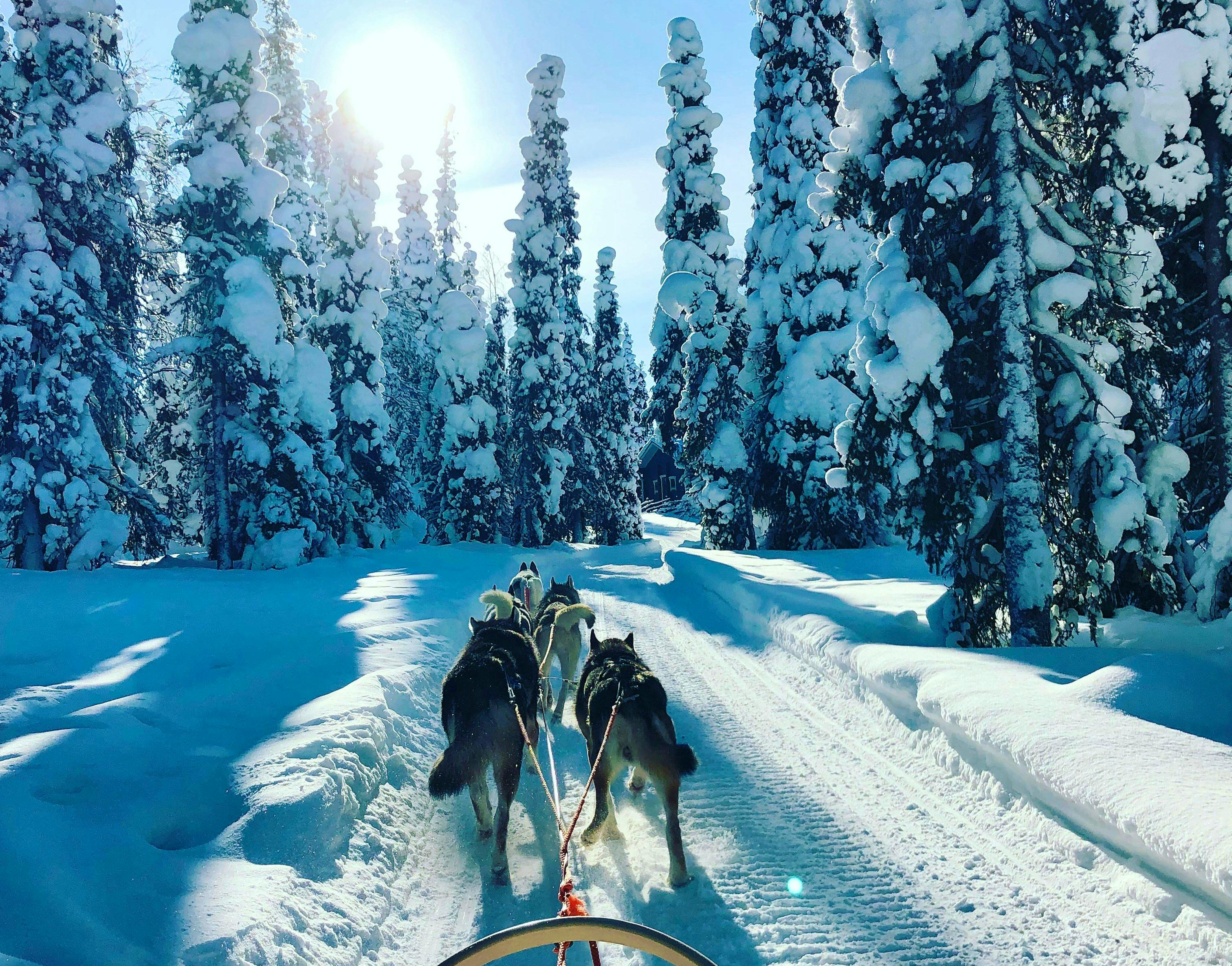 Lapland Dog Sledding