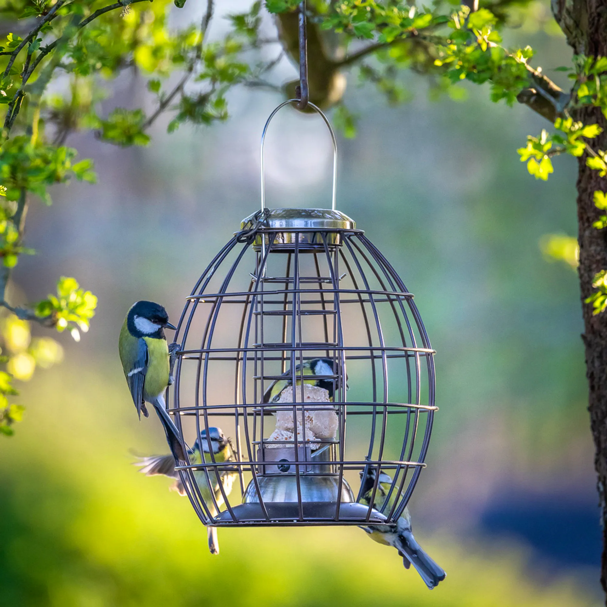 Birdwatch Sarah Raven Squirrel Proof Fat Ball Bird Feeder