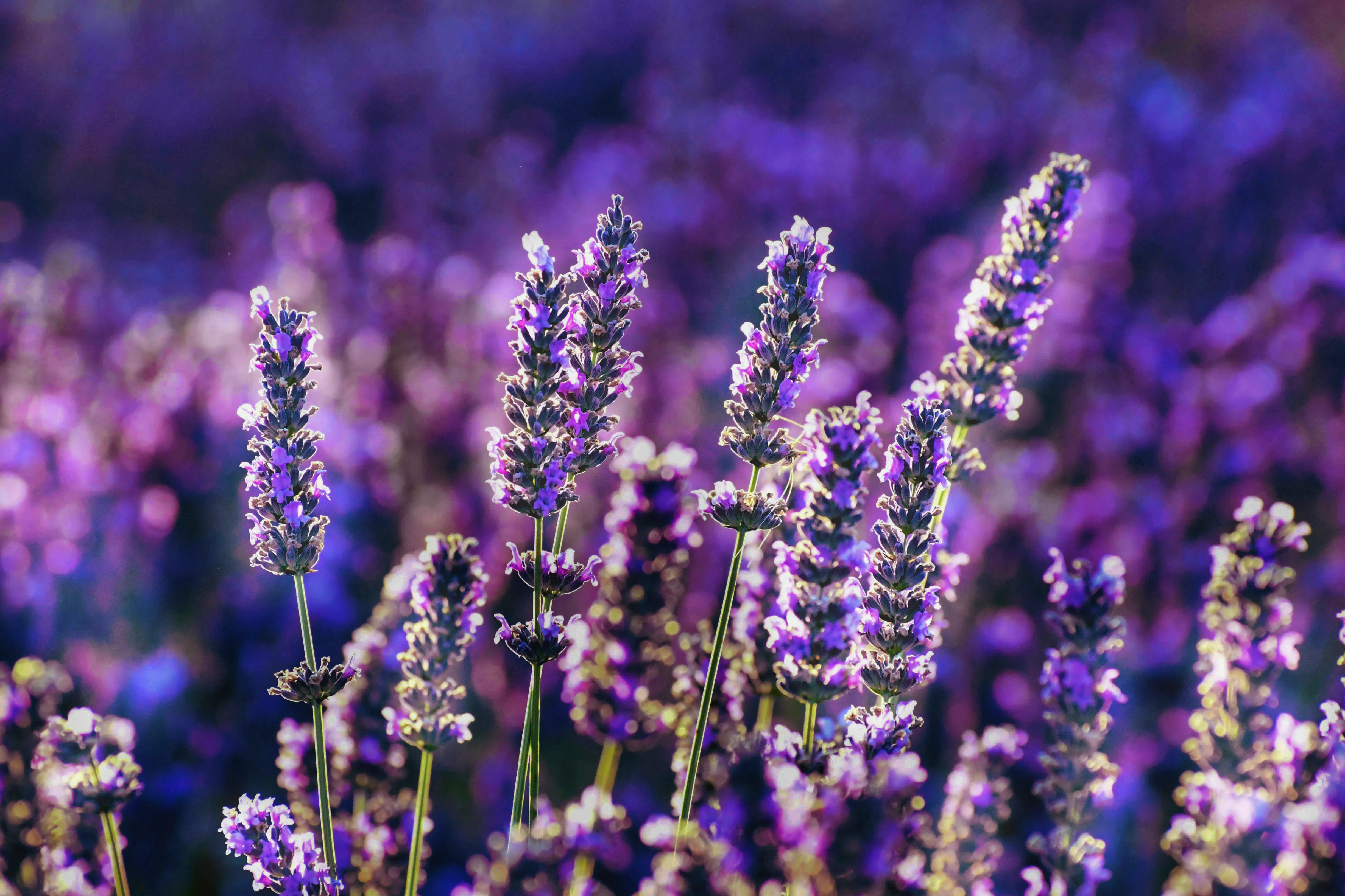 Lavender_baraa-jalahej-qfZGhapxoa4-unsplash