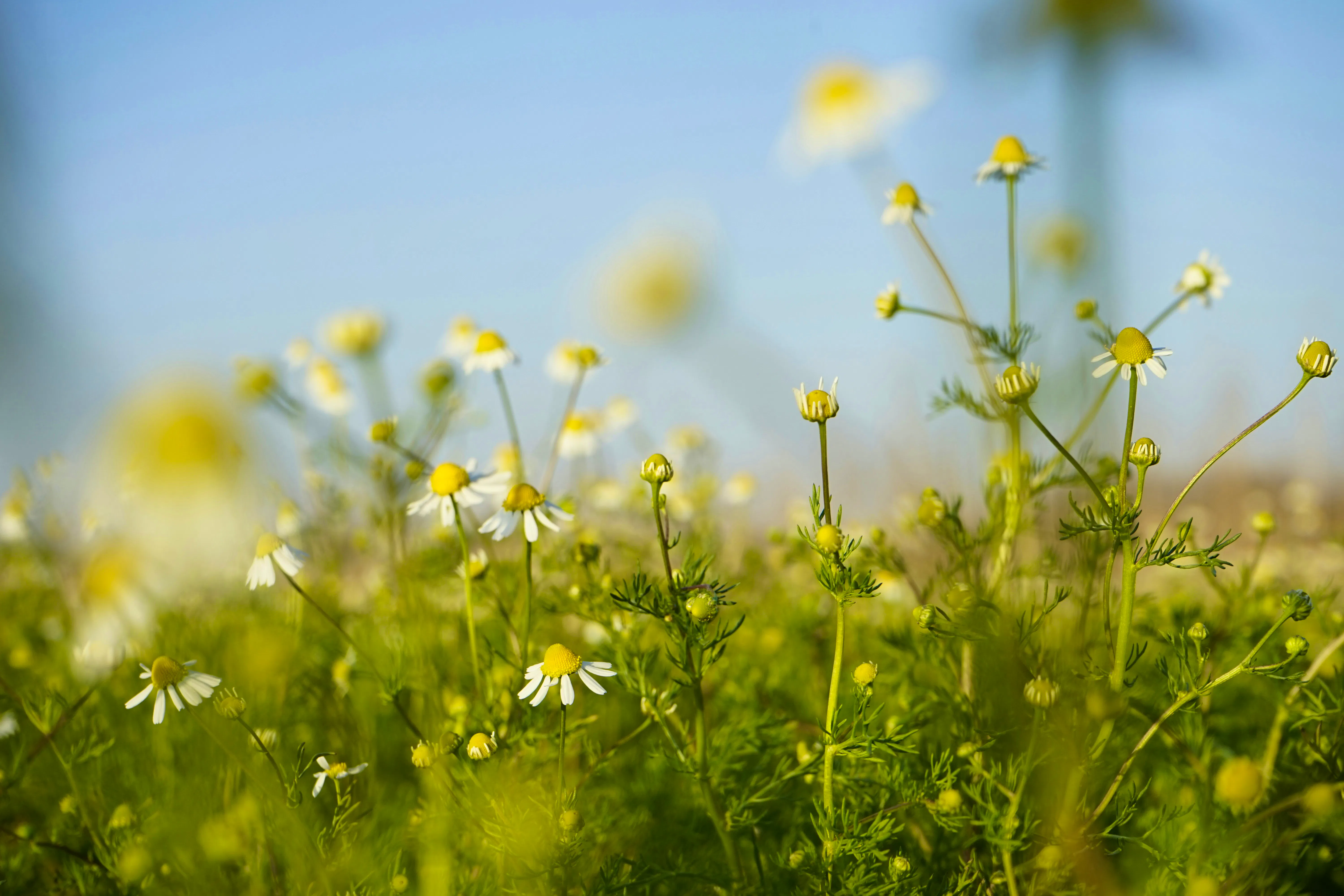 Chamomile Vedrana-filipovic-37zSNFgjCNc-unsplash