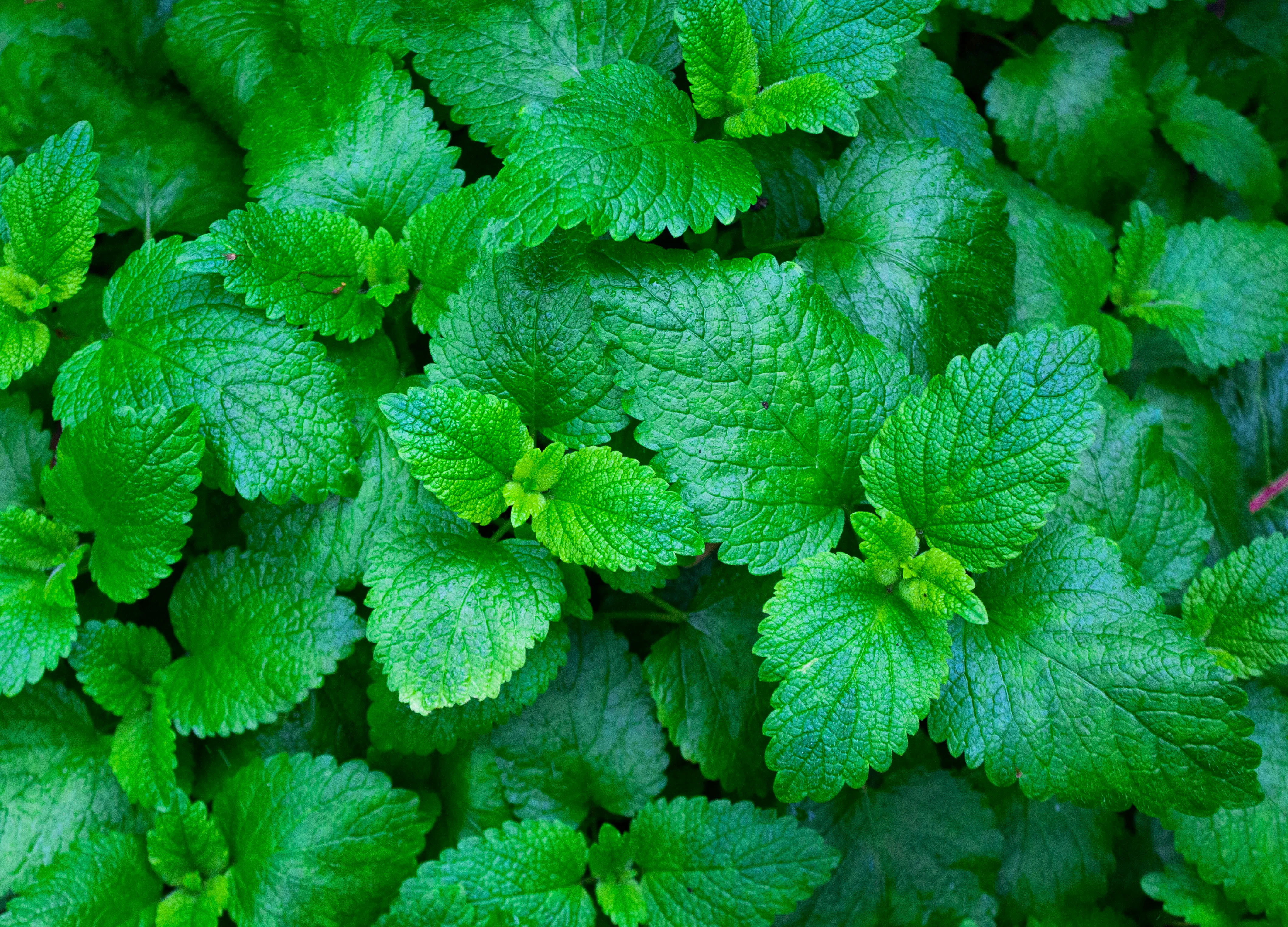 Mint–abby-boggier-boadZKqd1YM-unsplash