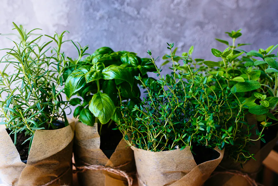 Bigstock-Assorted-Fresh-Herbs-Growing-I-422578613