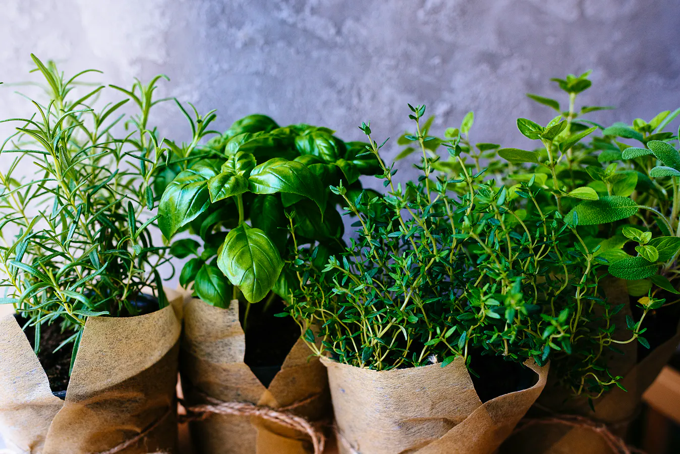 Bigstock-Assorted-Fresh-Herbs-Growing-I-422578613