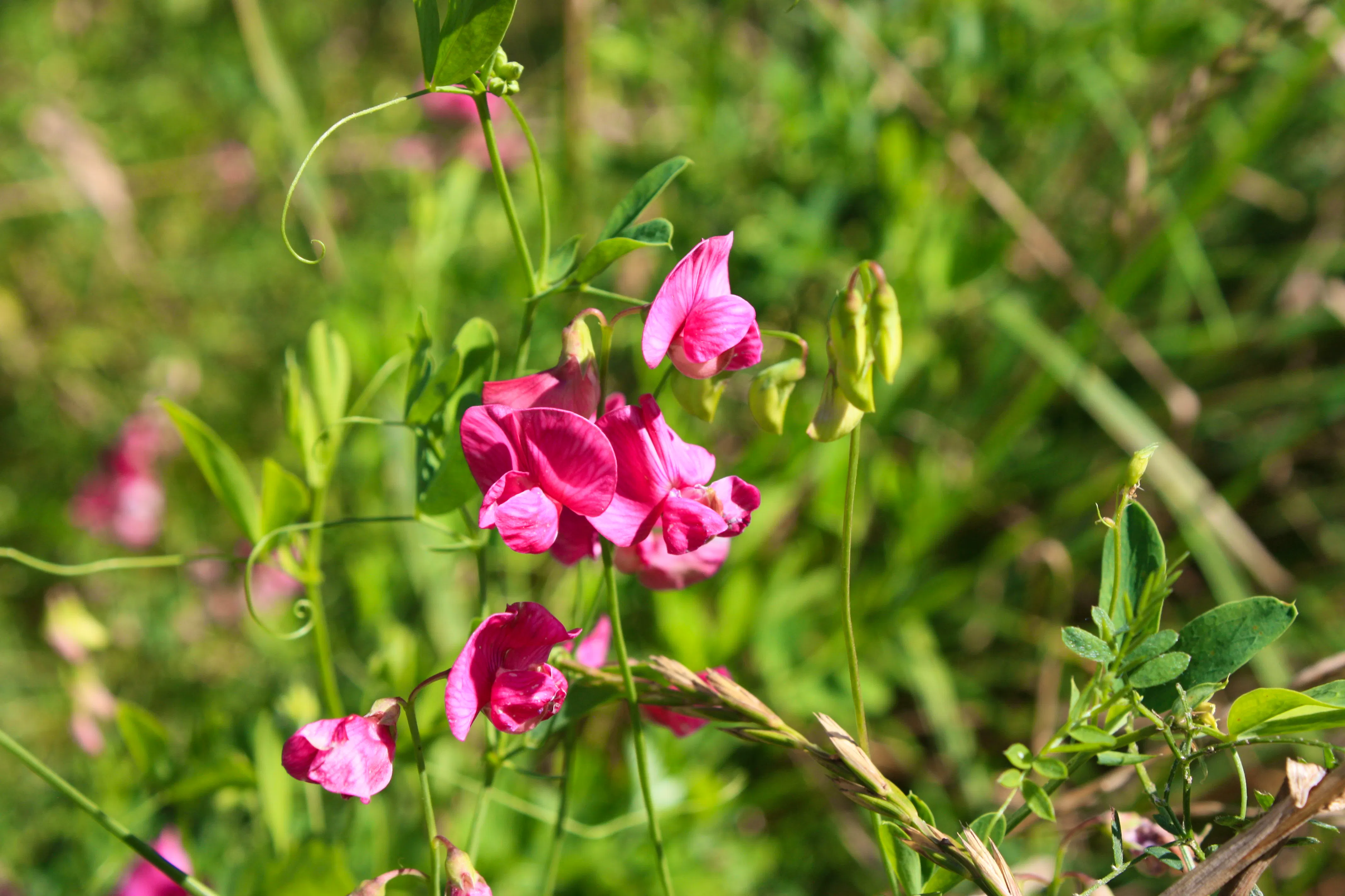 Sweet Peas