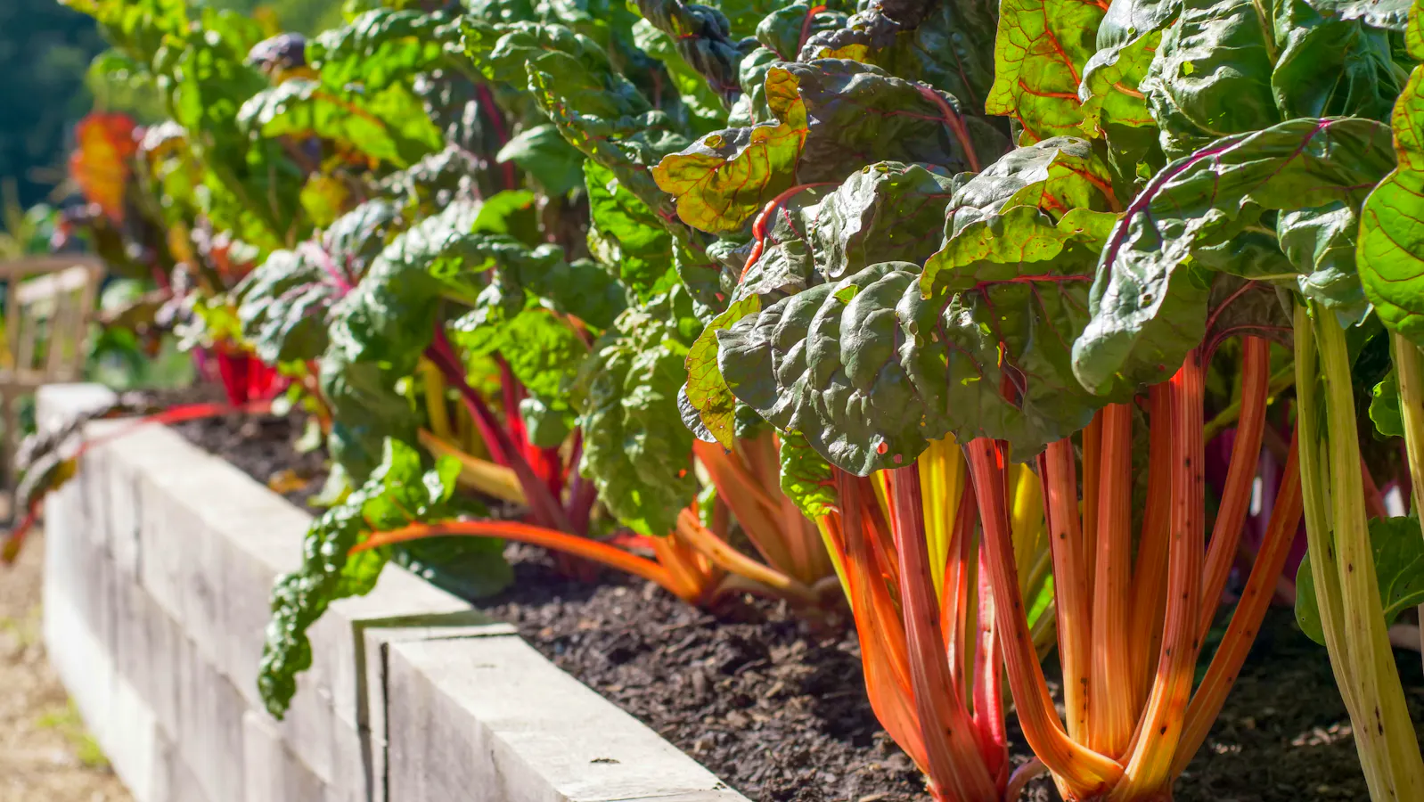 Fleeting Ingredients Chefs Swear By This Spring – And How To Cook Them
