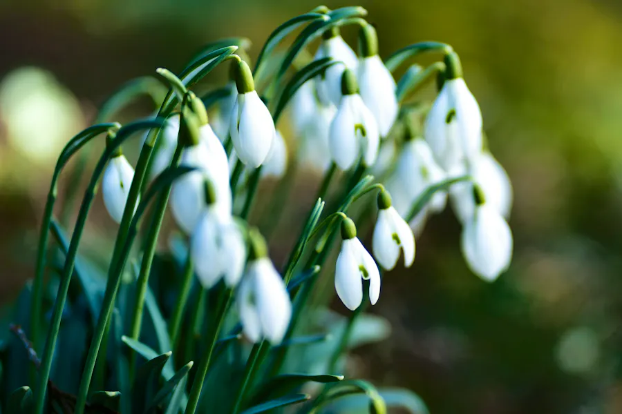 Tools, Pots & Supports To Prepare For Spring
