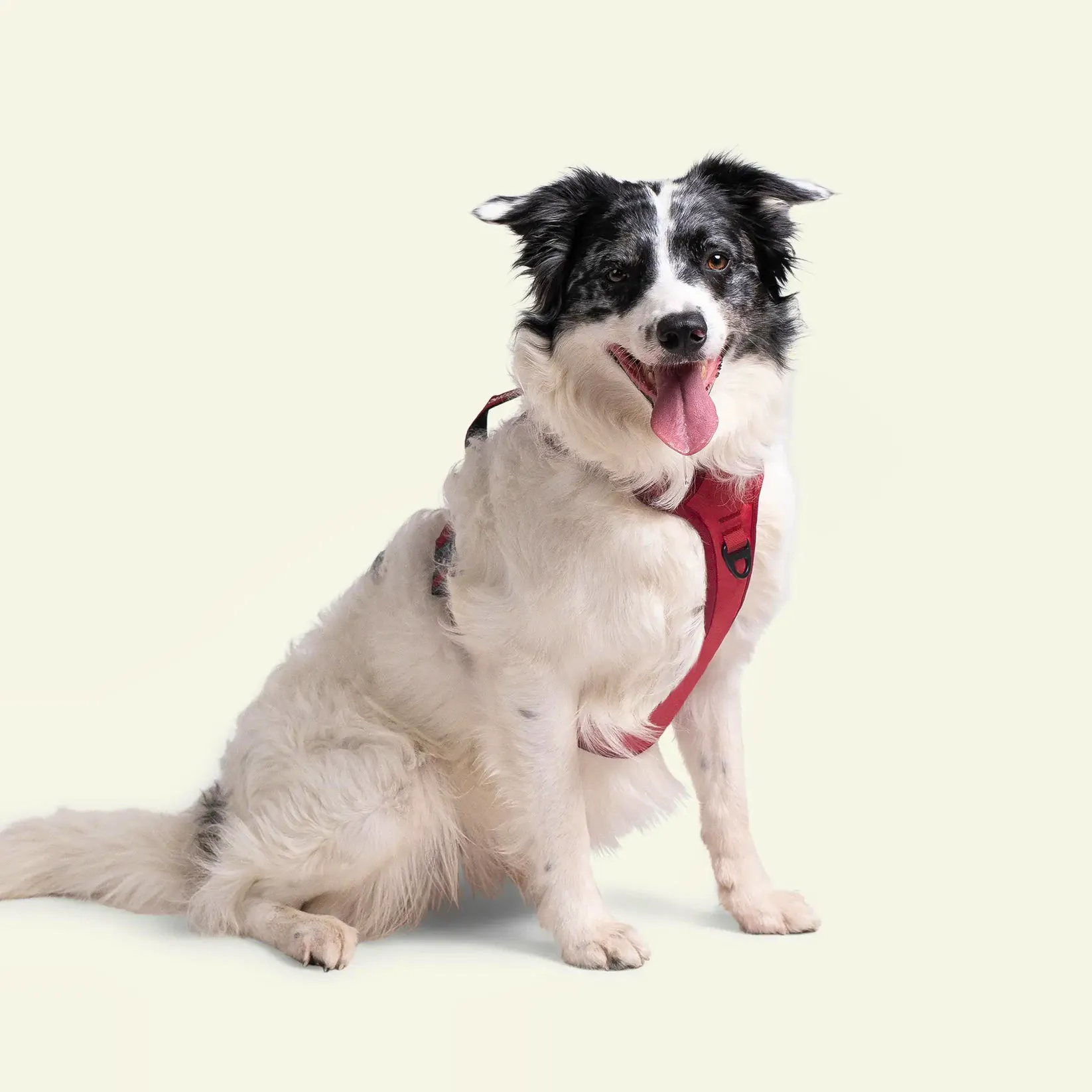 Brecon Harness