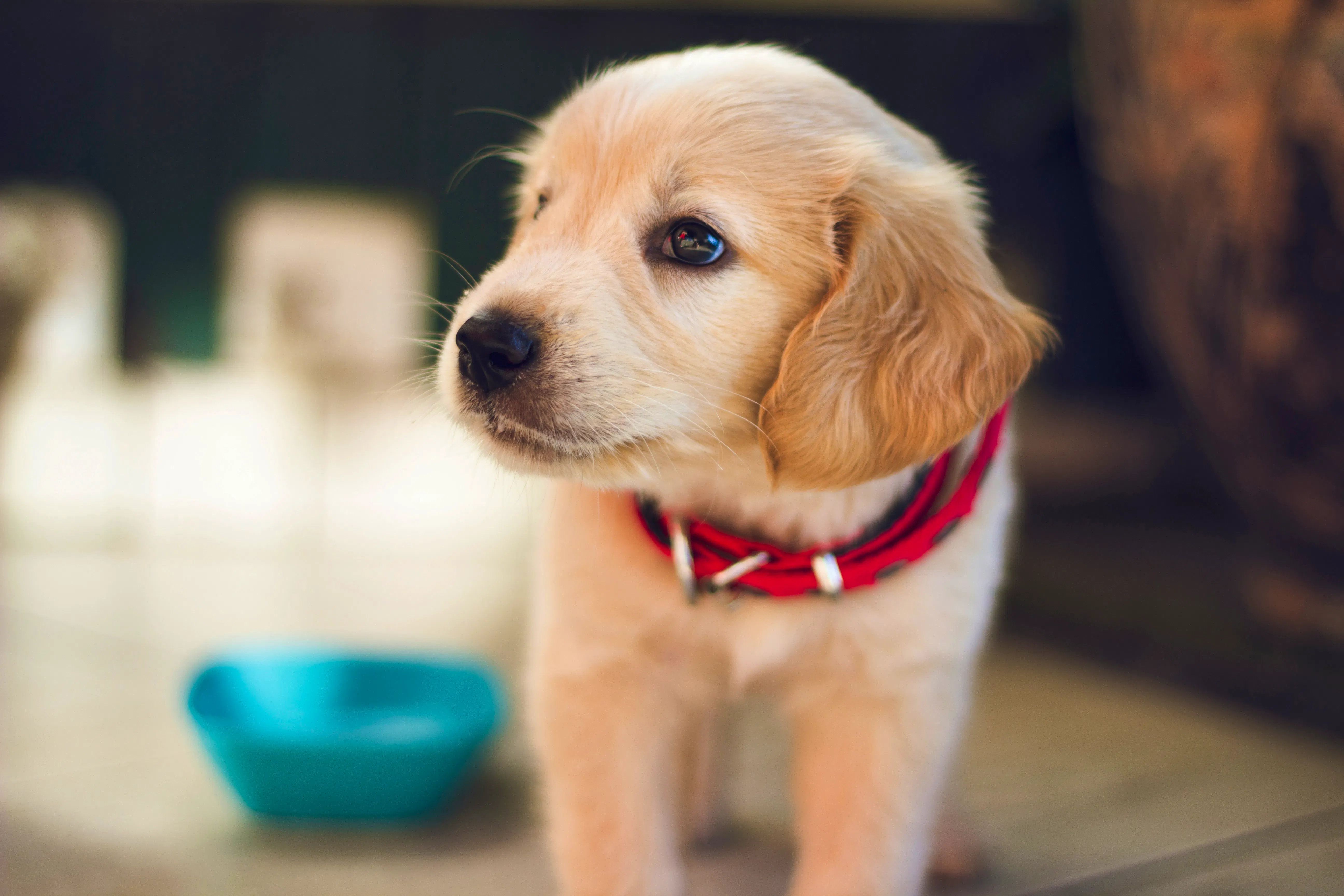 Thoughtful Dog Buys Every New Rescue Owner Should Know About