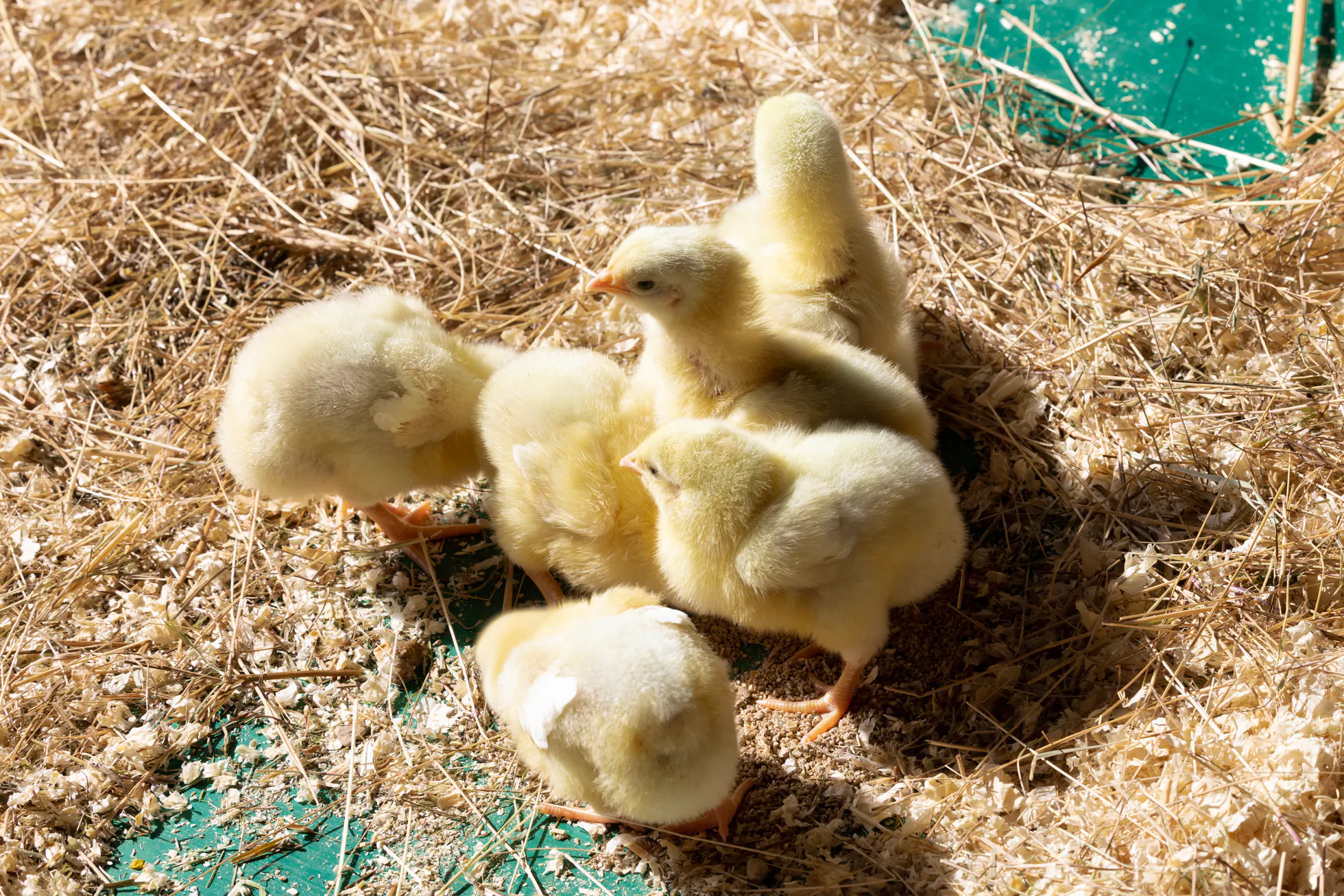 COGGES FARM 