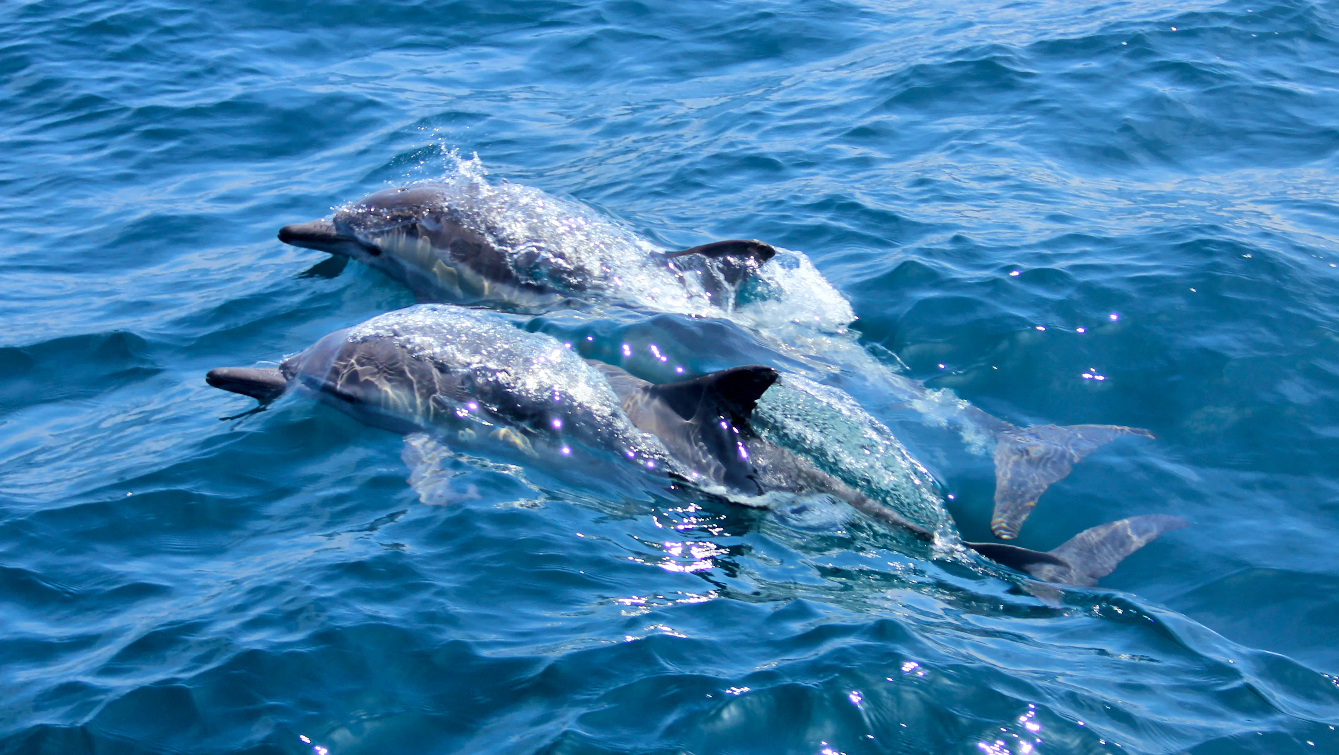 The Azores - Dolphin Watching