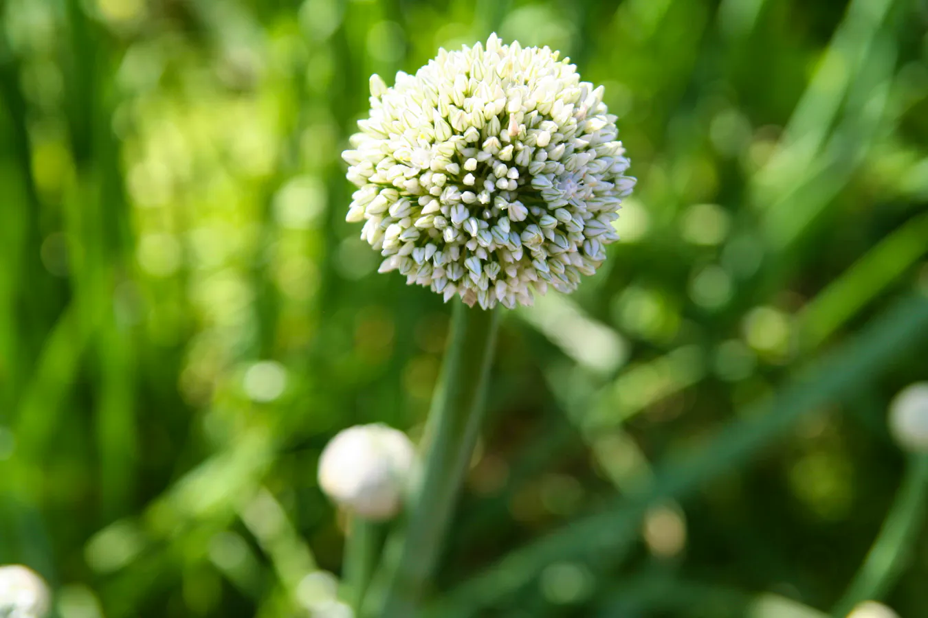Wild Garlic Recipes We Are Loving This Spring