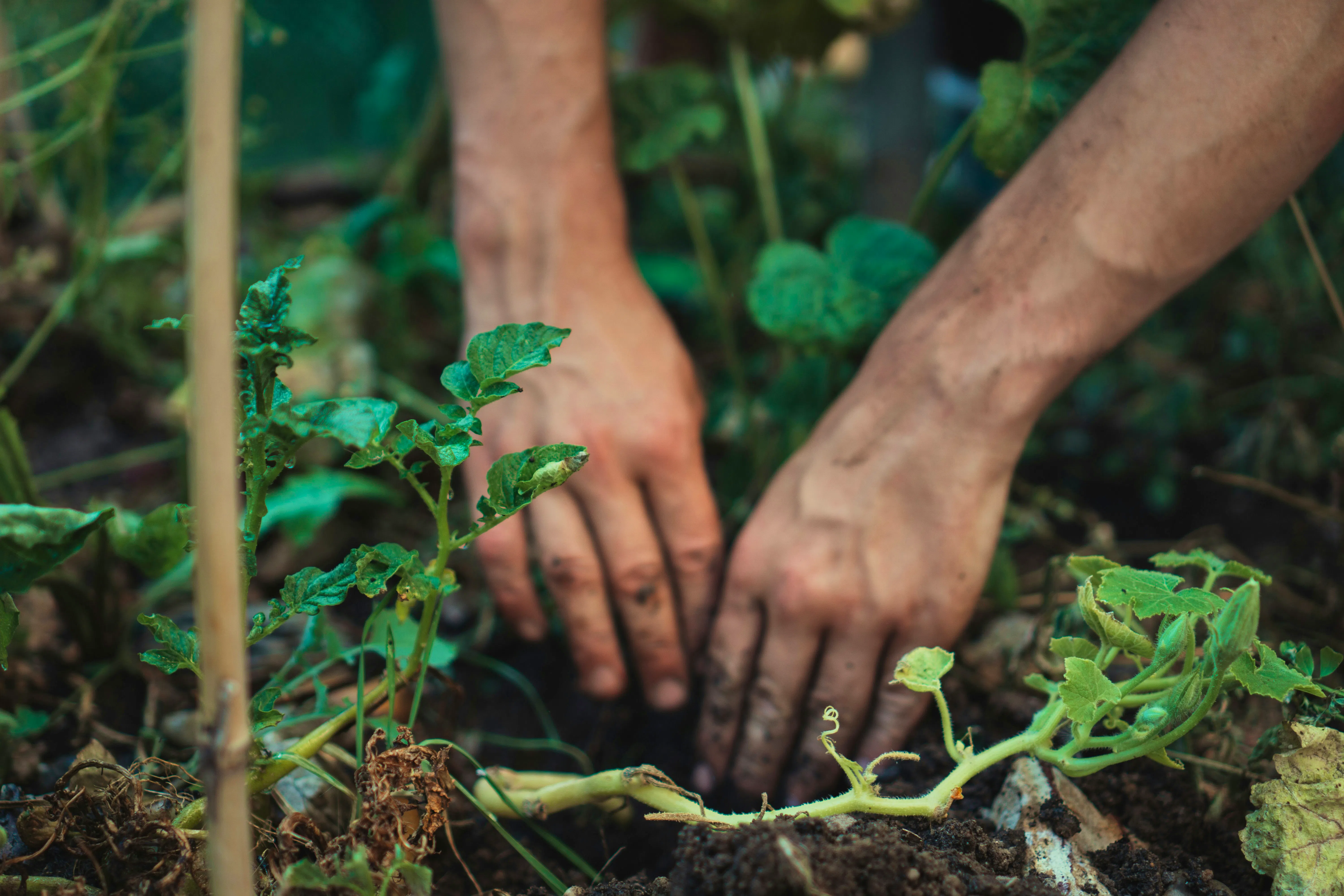 GARDENING