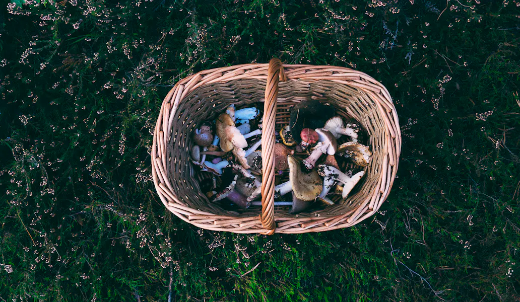 FORAGING